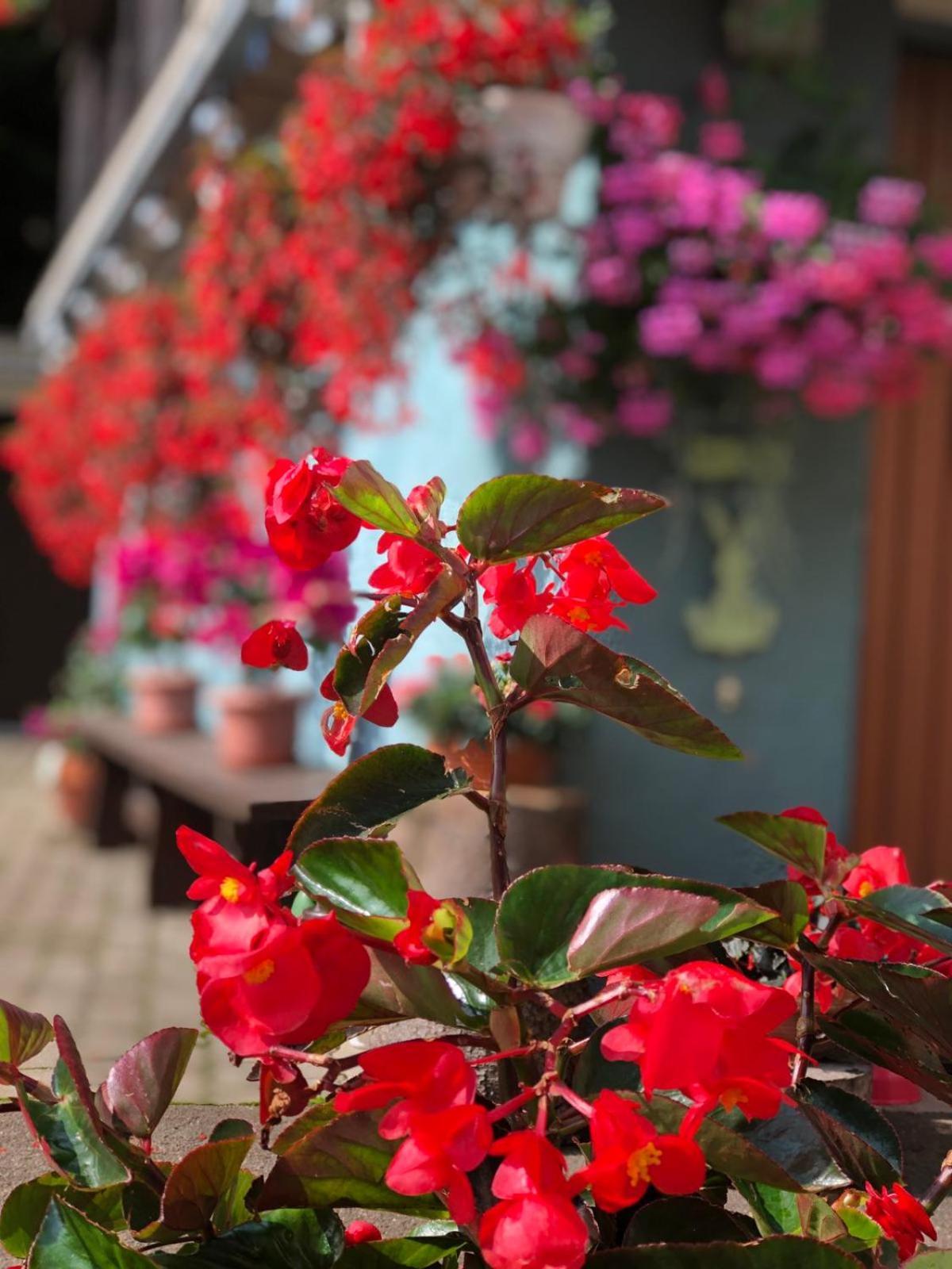 Haus-Erzberg Bed & Breakfast Vordernberg Exterior foto